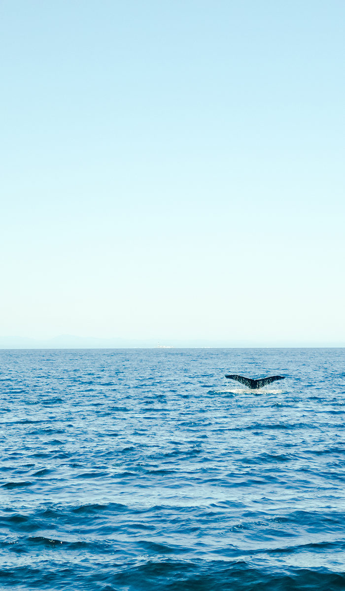 Alyssa Campanella The A List Blog Whale Watching Victoria