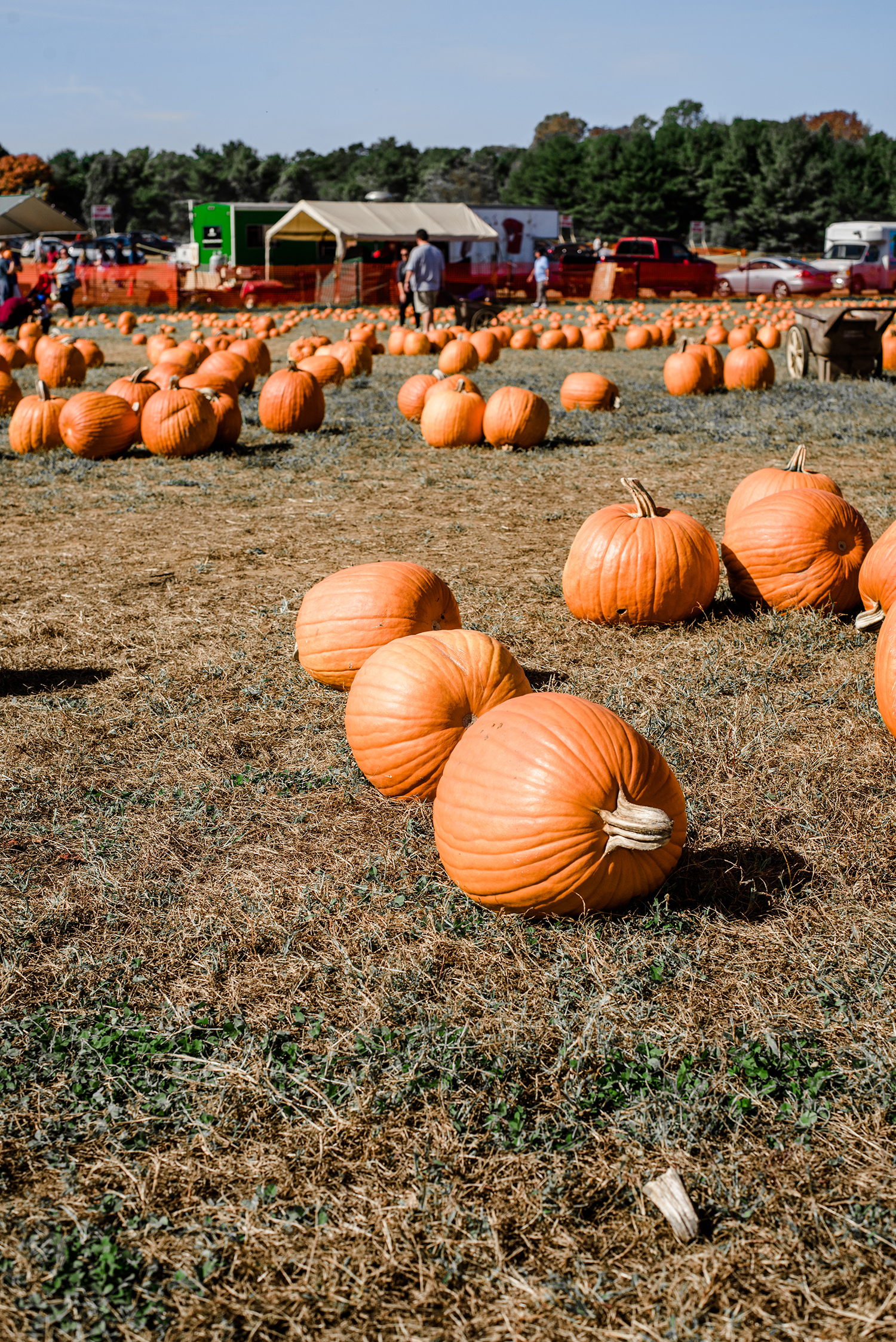 Alyssa Campanella of The A List blog goes apple picking in New Jersey with her sister Jessica