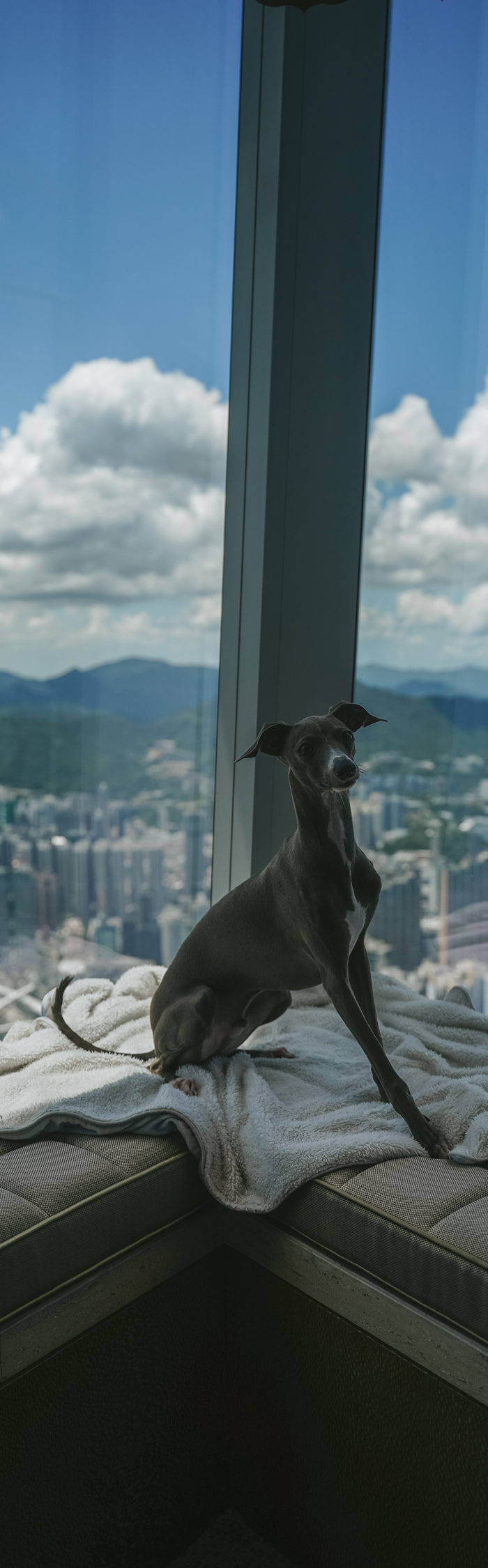 Miss USA 2011 Alyssa Campanella of The A List blog takes Luca on a Pawfect Staycation at Ritz Carlton Hong Kong